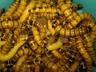 Live Superworms - 50 - 1 000- Large 2  - Reptile Food