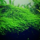  buy 2 Get 1 Free  Java Moss Easy Live Aquarium Plant Taxiphyllum Barbieri    