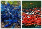 5 1 Fire Red   5 1 Dream Blue Shrimp Freshwater Neocaridina Aquarium Shrimp