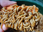 Live Mealworms 1   250-1500    20  - Live Arrival Guarantee - Free Shipping