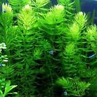  buy 2 Get 1 Free  Hornwort Coontail Live Fish Tank Plants Aquarium Plant    
