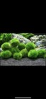 1 Inch Marimo Moss Ball  cladophora Live Aquarium Plant  Fish Tank Plant
